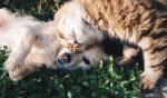 Care sunt animelele de companie preferate de romani?