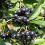 Aronia: de ce este considerat unul dintre cele mai puternice superalimente