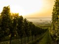 BITSoftware - soluții software pentru sectorul vitivinicol cu finanțare europeană