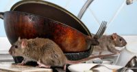 Cum se realizeaza corect o deratizare - informatii detaliate de la PestControl-Bucuresti