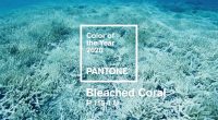 CULOAREA NEOFICIALĂ PANTONE PENTRU 2020 A FOST DEZVĂLUITĂ
