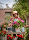 Cum să îndepărtezi corect florile ofilite de mușcate