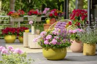 Producătorii români de mușcate își pot crește vânzările cu expunerea și marketingul potrivit