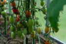 Rolul potasiului în vegetație: Un element esențial pentru creșterea plantelor