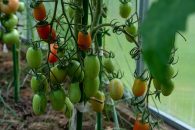 Rolul potasiului în vegetație: Un element esențial pentru creșterea plantelor