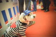 Primul parc de distracții dedicat animalelor de companie se deschide la PetExpo 10