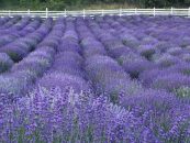 Lavanda Di Maria, povestea de succes a unor corporatiști