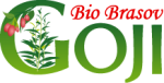 GojiBioBrasov – de la pepinieră la plantație de goji în România