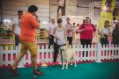 10 evenimente pentru animale de companie au loc în Arena PetExpo