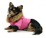 Ingrijirea cainelui in sezonul rece