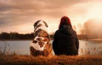 De ce sa iti achizitionezi un animal de companie?