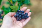 Ce este aronia?