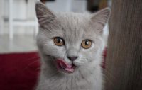 Medicul veterinar avertizează: „Pisicile riscă să își piardă dinții, dacă nu îi folosesc!”