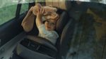 Inovatie in Siguranta Transport Auto Copii
