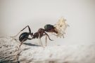Combaterea furnicilor de grădină cu metode naturale
