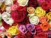 Trandafirii - Mesagerii colorați ai sentimentelor la zilele de naștere