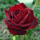 Secretele, beneficiile și modul de preparare corect al apei de trandafiri