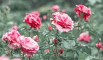 7 utilizări surprinzătoare ale trandafirilor
