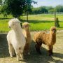 Parcul la Țară, locul unde copiii se joacă liber, iar părinții respiră liniște
