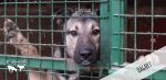 Lupta DogRescue pentru câinii uitați ai României trebuie să continue