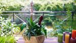 Cum păstrăm un strop din energia verii cu ajutorul bromeliilor