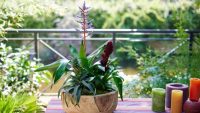 Cum păstrăm un strop din energia verii cu ajutorul bromeliilor